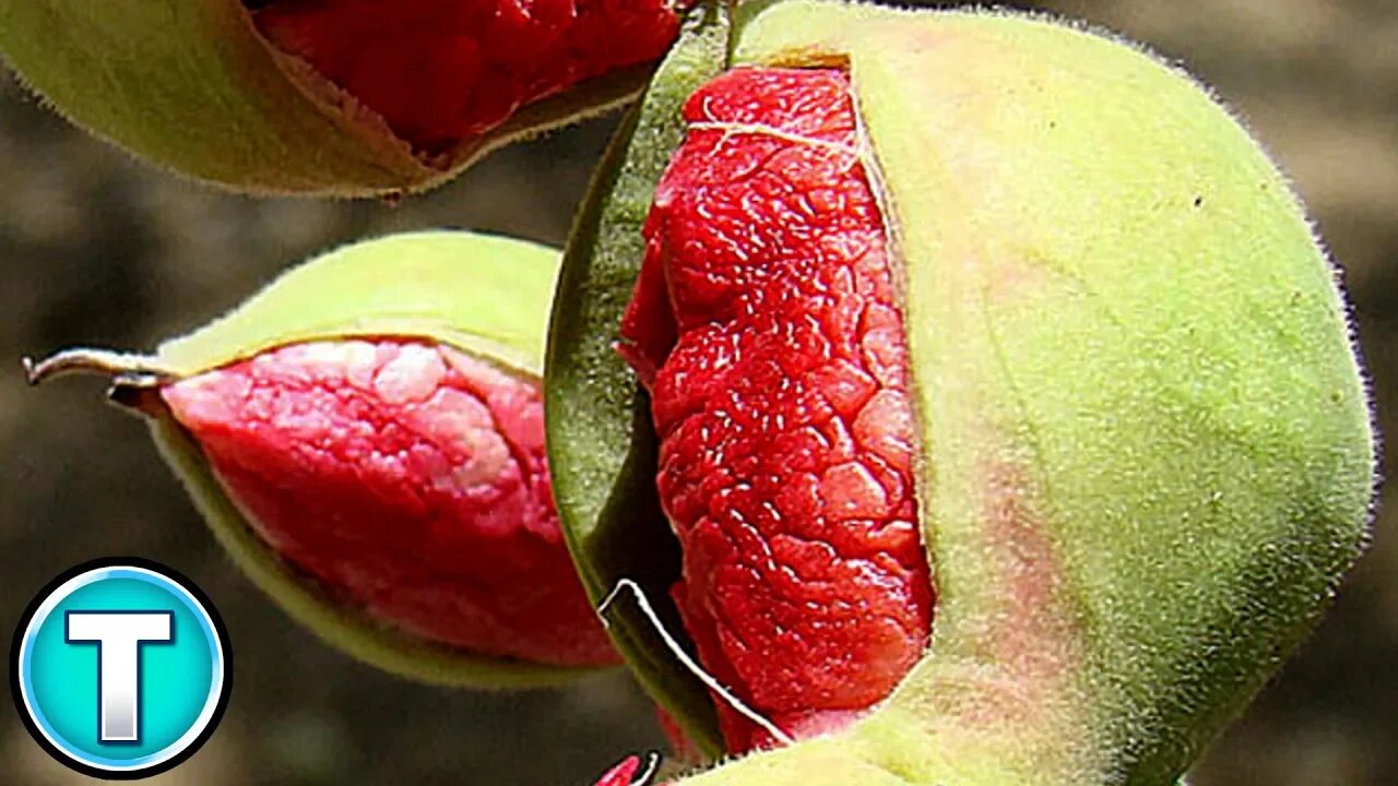 Top 10 Fruits You've Never Heard Of Part 7