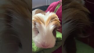 Guinea pigs being bribed with green oats