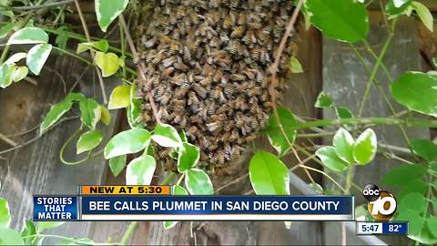 Bee calls plummet in San Diego County