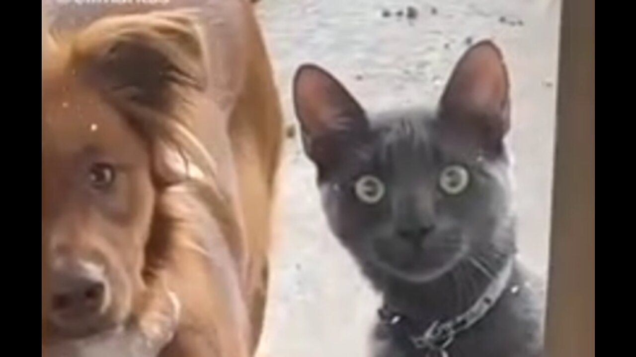 pet cats funny video clips. best of 2022