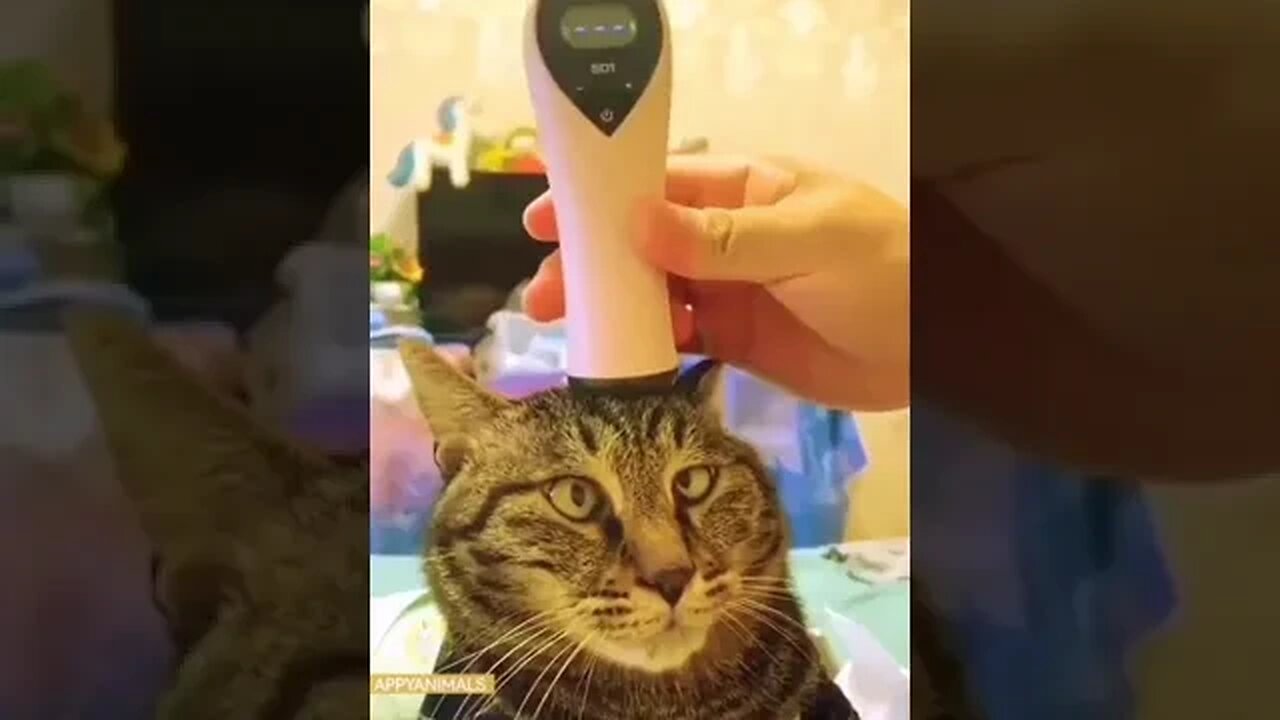 Funny cat videos #funnycats #cutecats #petsfunnyvideos #cutecatclips