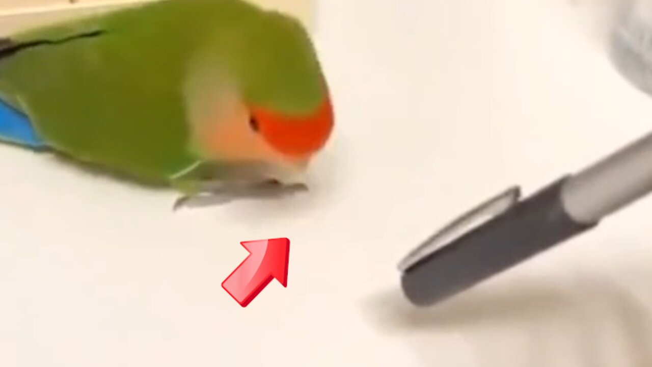 The bird responds to the number of times with a tapping sound