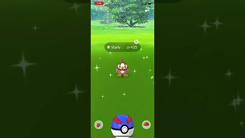 Shiny Compilation