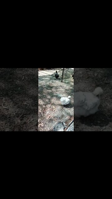 Good morning Silkie girl