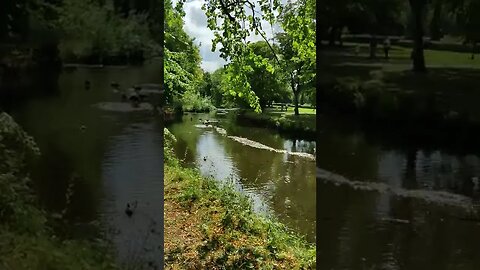 Thompson park - Burnley - ducks