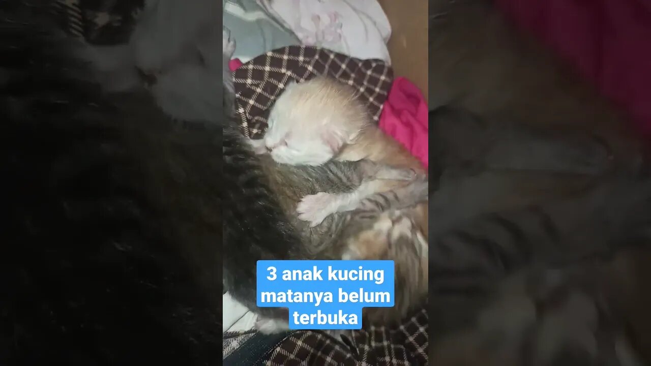 3 anak kucing lucu #short #kucinglucu #kucingimut #kucingmeong