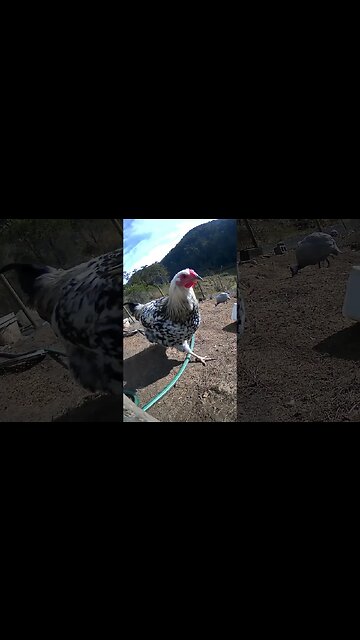 Farm surveillance camera. Young rooster