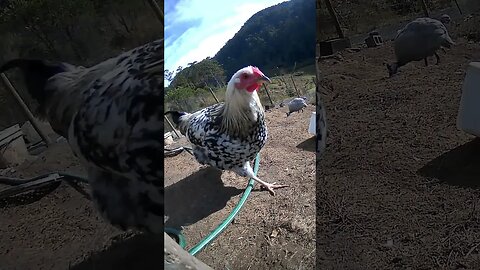 Farm surveillance camera. Young rooster