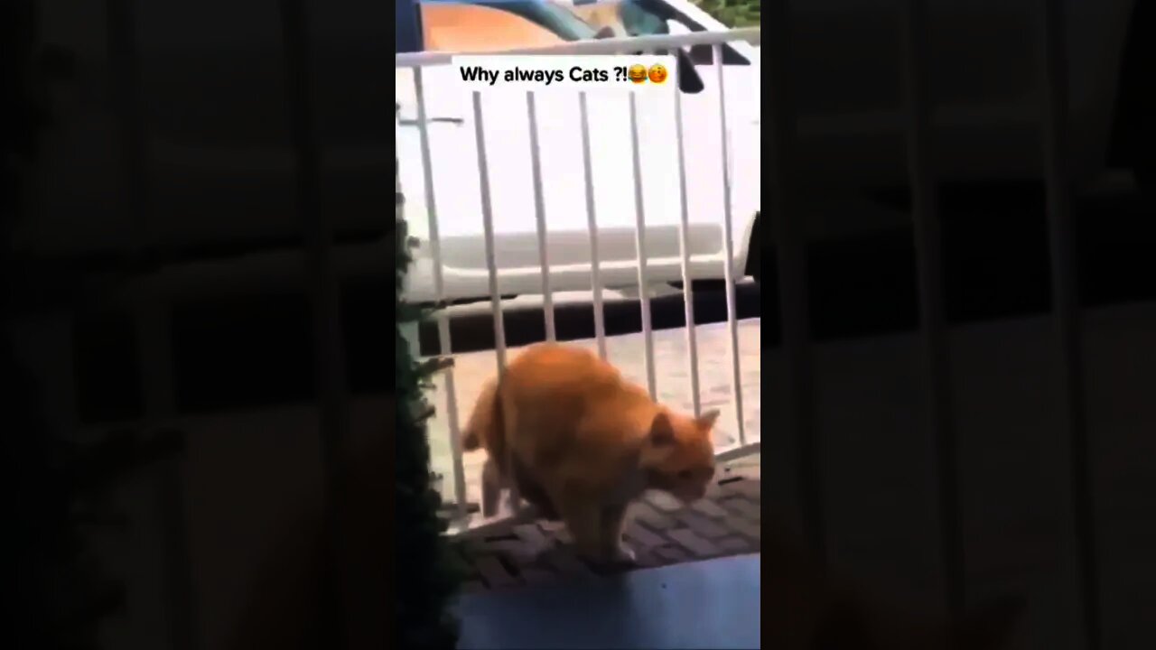 That moment when you realize why are you so dumb🐈⬛😂