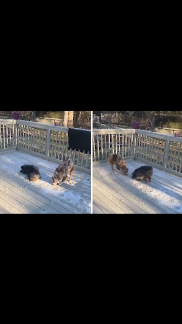 Dogs try to make the most out of last patch of snow