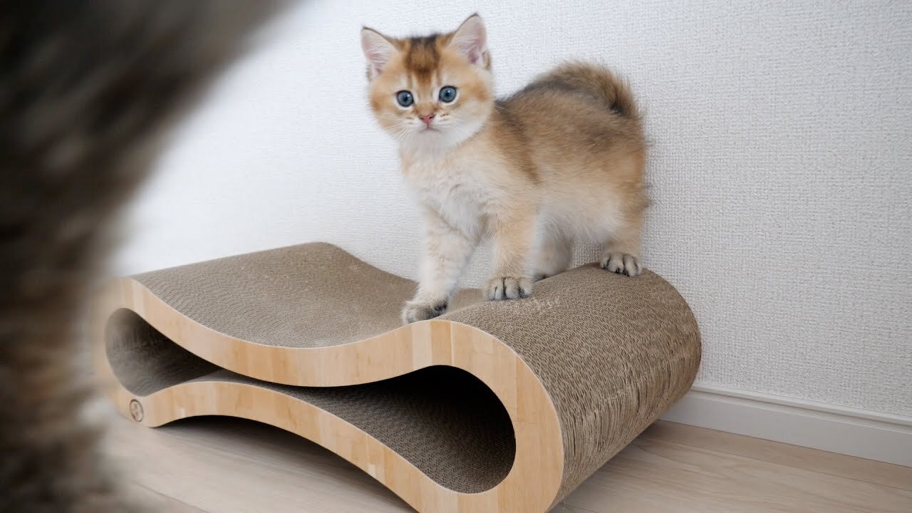 The way kittens Chai and Mocha play using the nail grinding bed is cute!