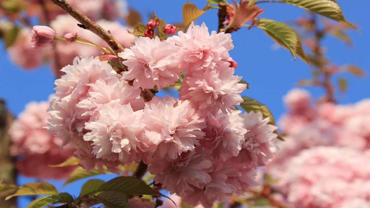 Cherry Blossoms Videos