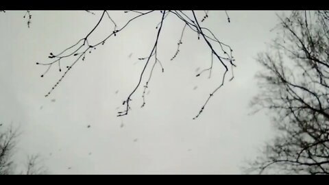 #🐦🦅🦢ᛌᛆᚴᛌ🐔🦜🦆🦃🕊️🦉