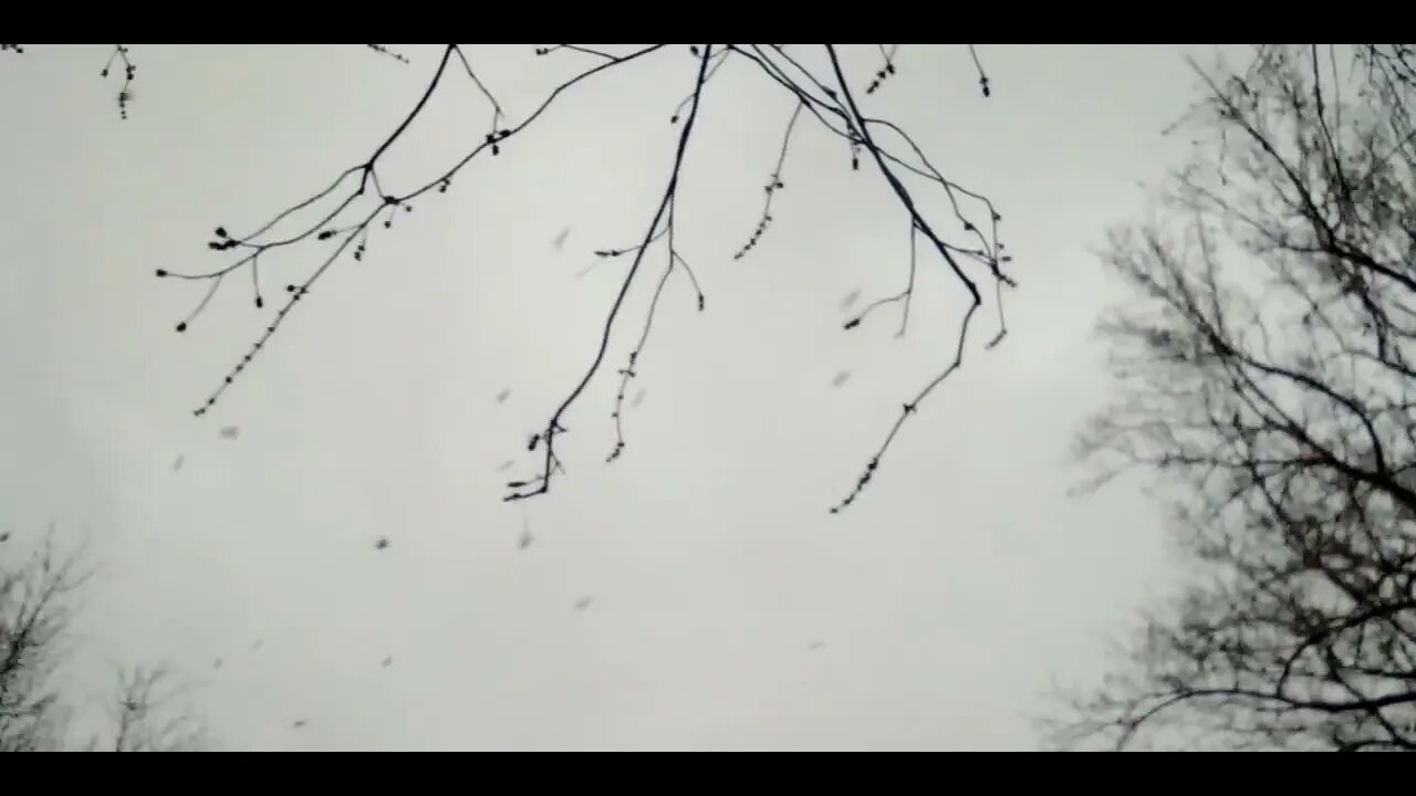 #🐦🦅🦢ᛌᛆᚴᛌ🐔🦜🦆🦃🕊️🦉