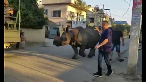 Walking with a rhinoceros