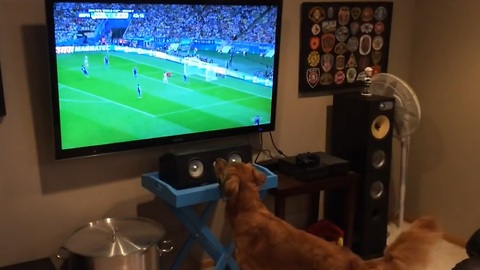 Sports loving dog watching the World Cup