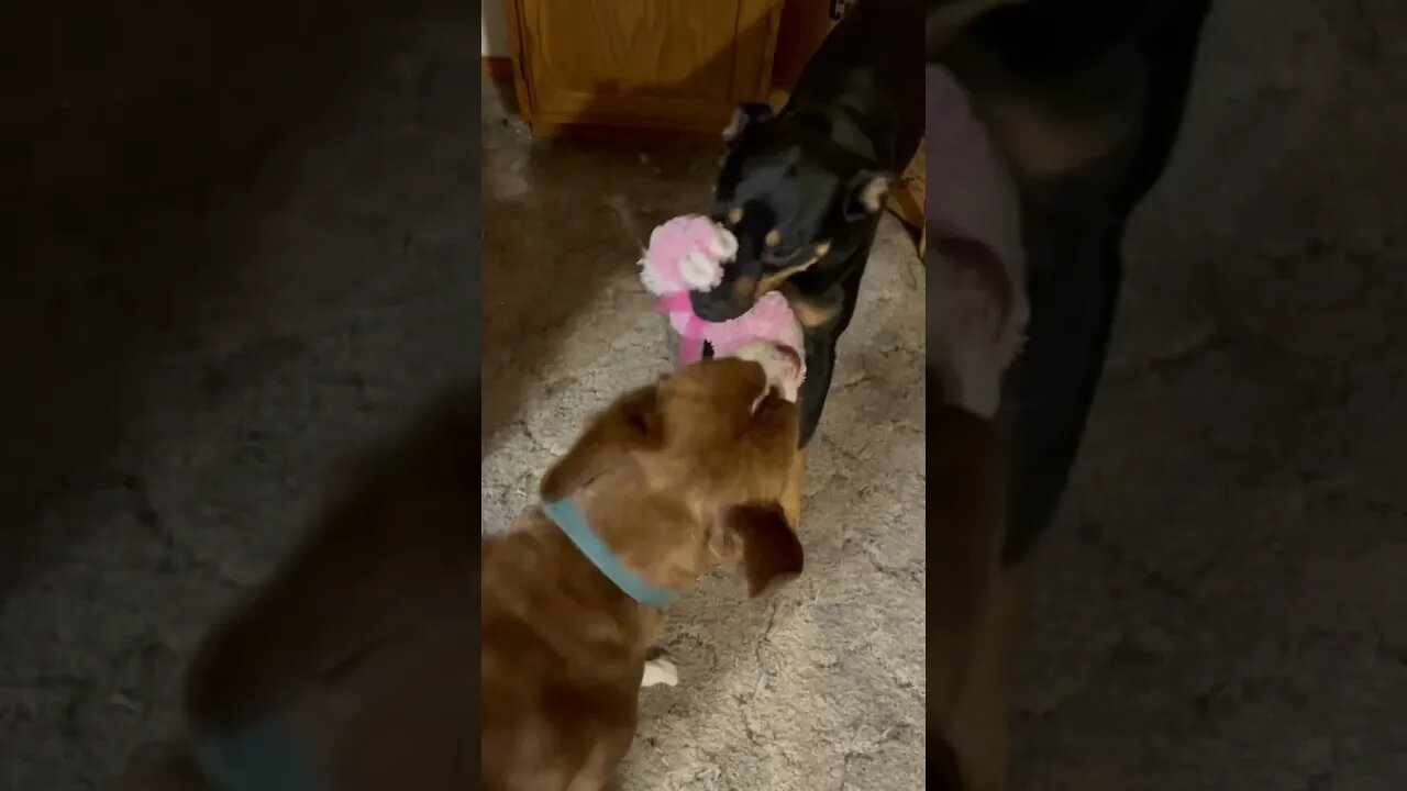 Tug of stuffed animal!!!!!!!