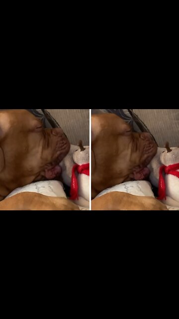 Big Doggy Must Soothe On Stuffed Animal For Nap Time