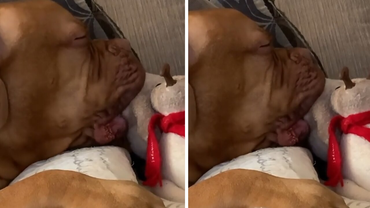 Big Doggy Must Soothe On Stuffed Animal For Nap Time