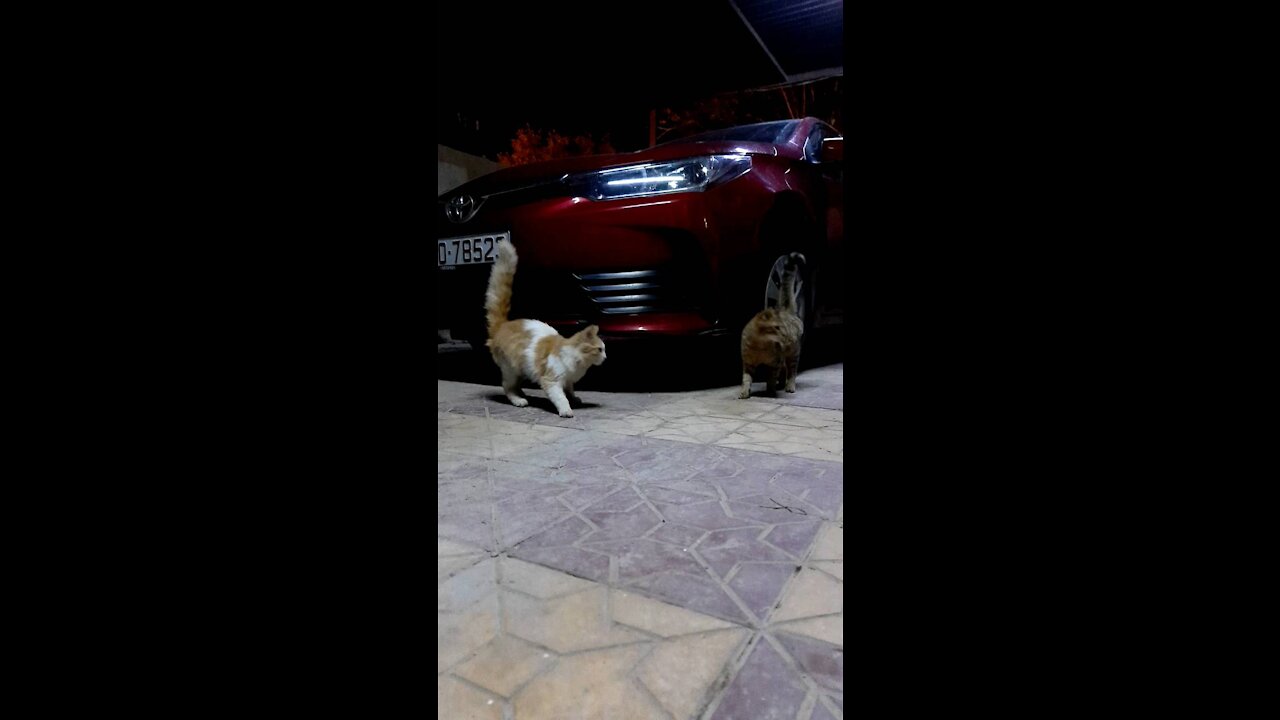 My Cat play a front my home