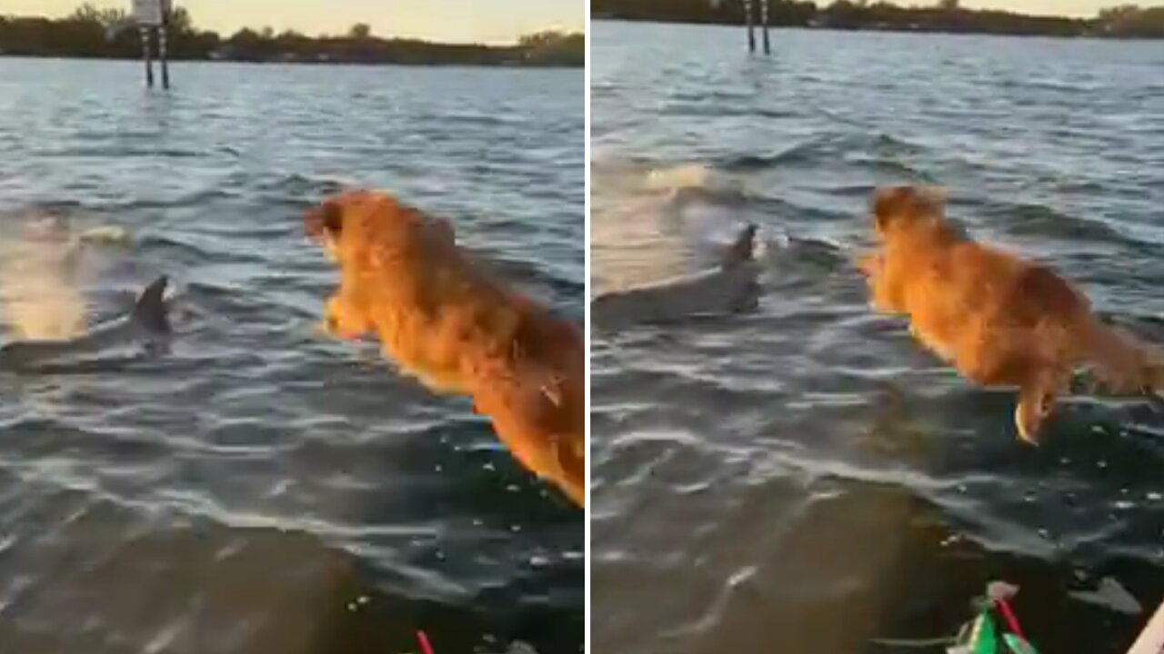 Dog Sees Dolphin In The Water, Jumps After It