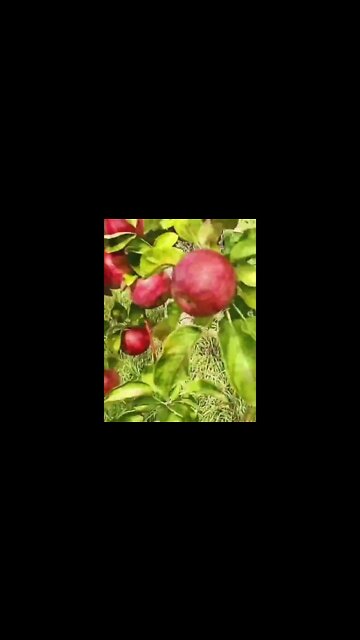 Montreal Apple That Will Blow Your Taste Buds Away #shorts