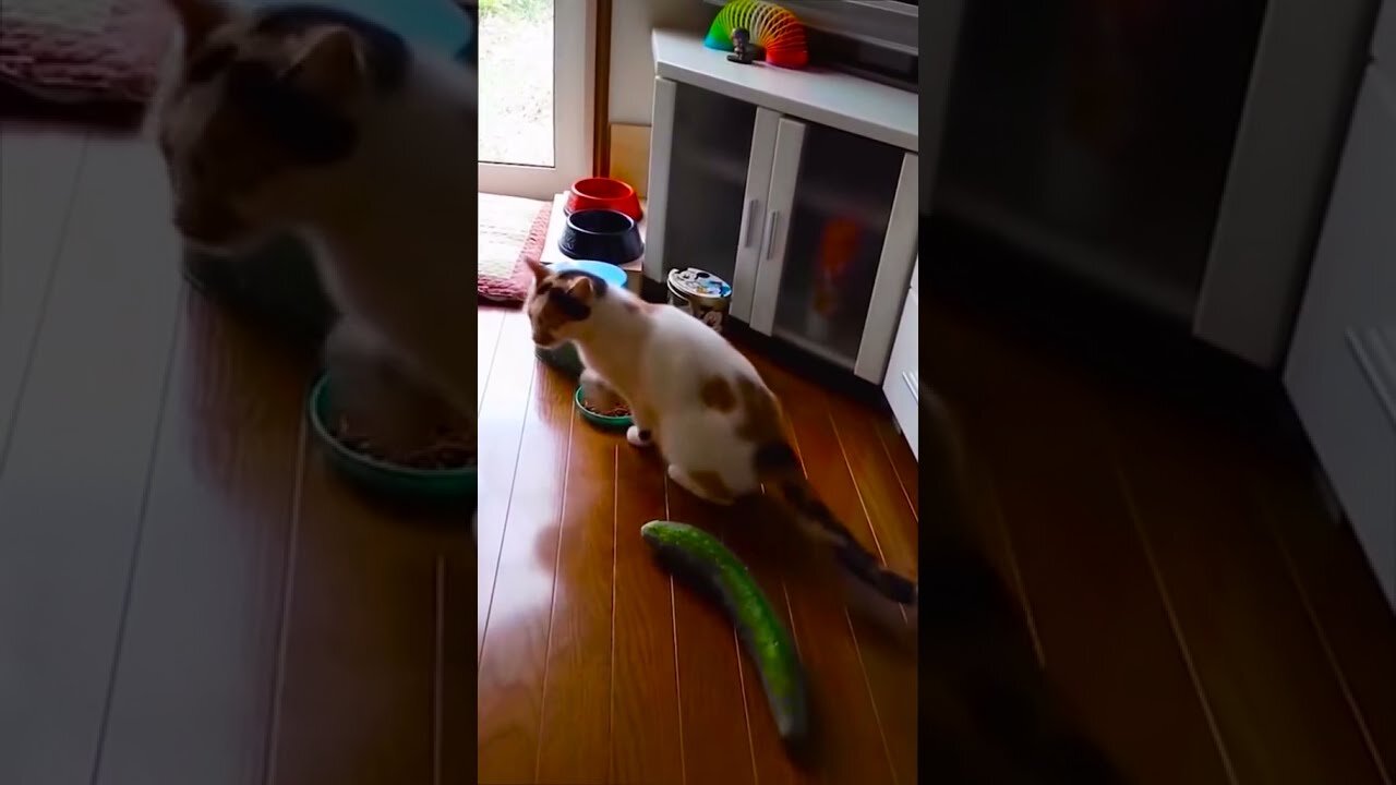 top funny cats videos