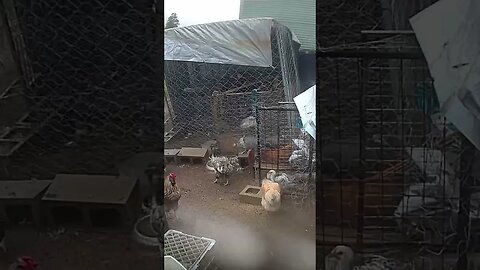 Farm cam: monitoring animals