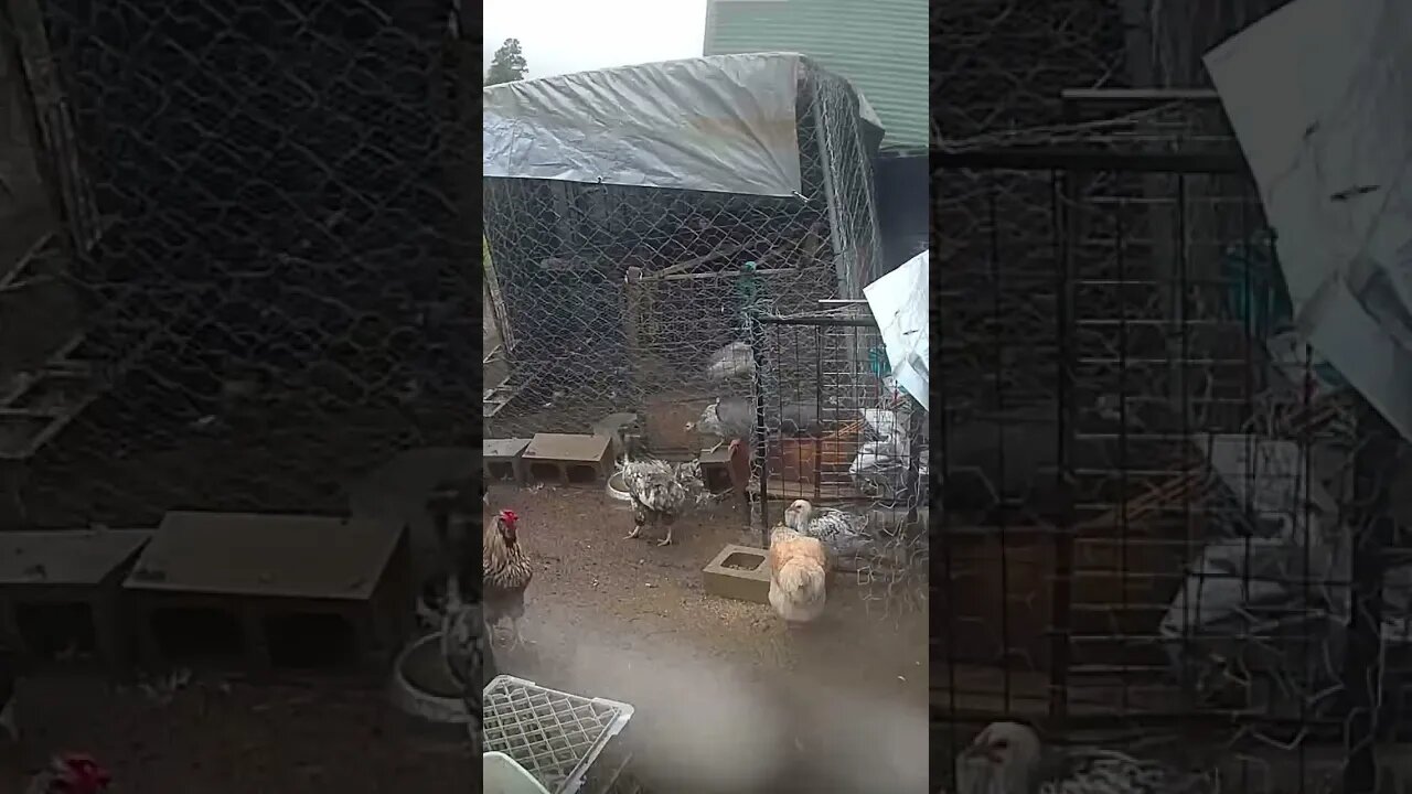 Farm cam: monitoring animals