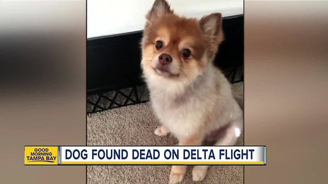 Dog found dead after cross-country flight
