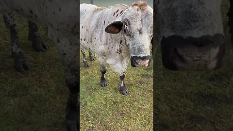 Stand off with the Bull! #bull #cattle #cattlefarm #cattleranch #cow #cowvideos
