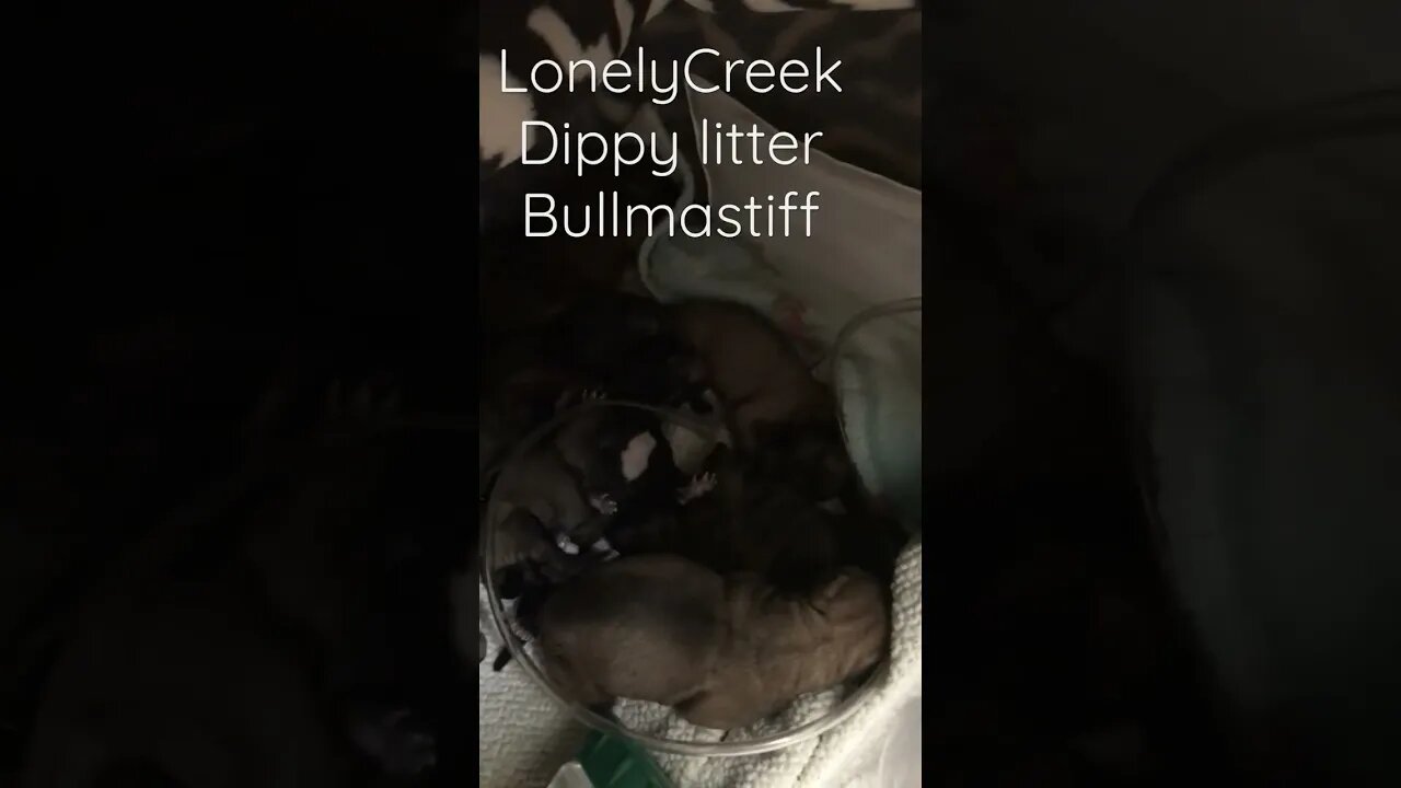 New born puppies LonelyCreek bullmastiff 11-22-22