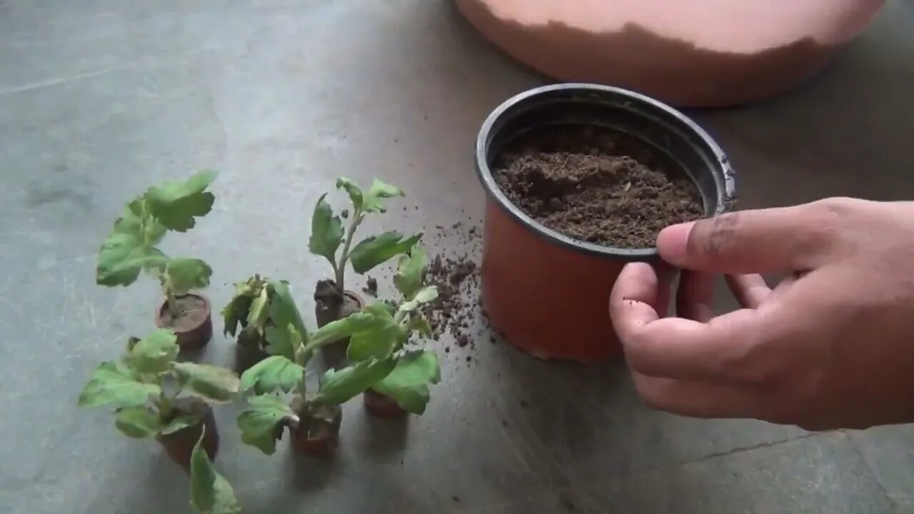 Grow Chrysanthemum in 4 Inch Pot