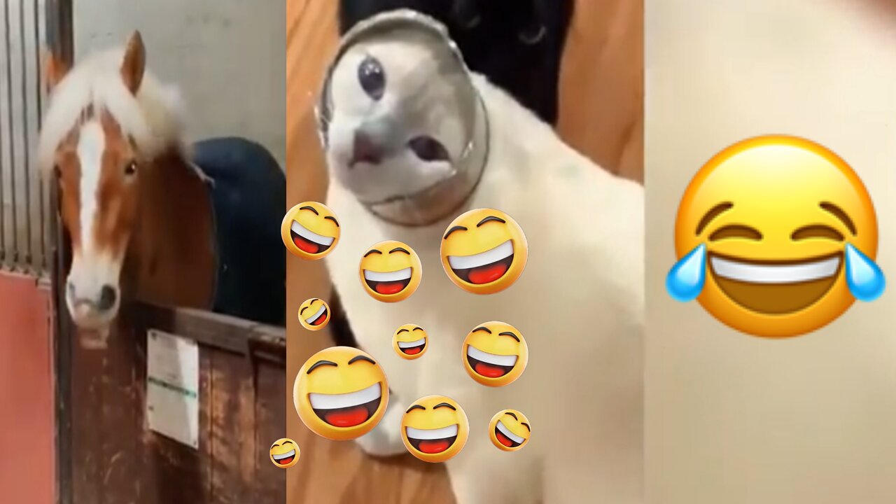 Funny l𤣠laughing videos laughter š