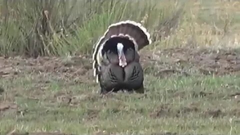 FOX and TURKEY IN THE SAME VIDEO!