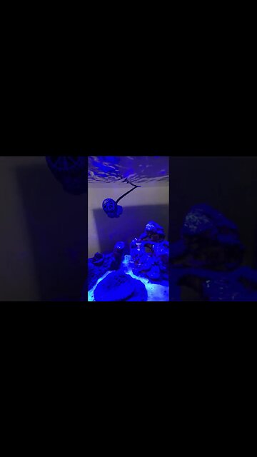 New salt water 13.5 galloon fish tank with 2 clown fish and 2 coral week 1