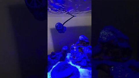 New salt water 13.5 galloon fish tank with 2 clown fish and 2 coral week 1