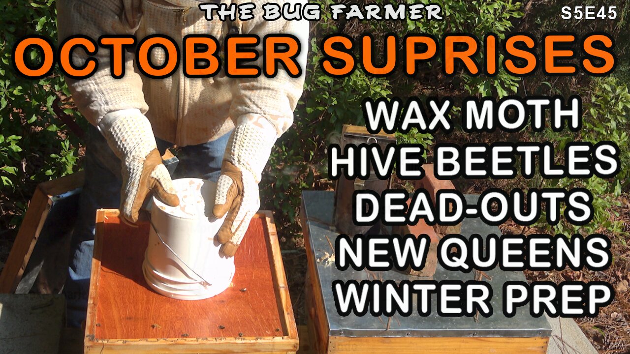 October Surprises | Bees, Beetles, Moths, Spiders, Bats and Dead Beehives. Inspecting in October.