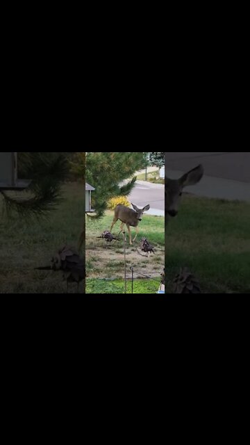 Yummy, deer meat tonight!