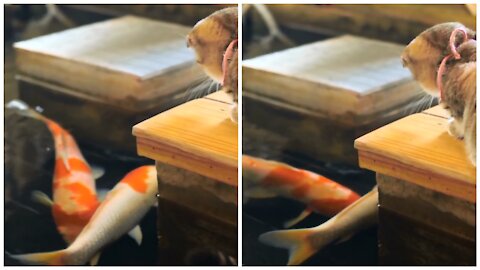 Cat hunting a fish