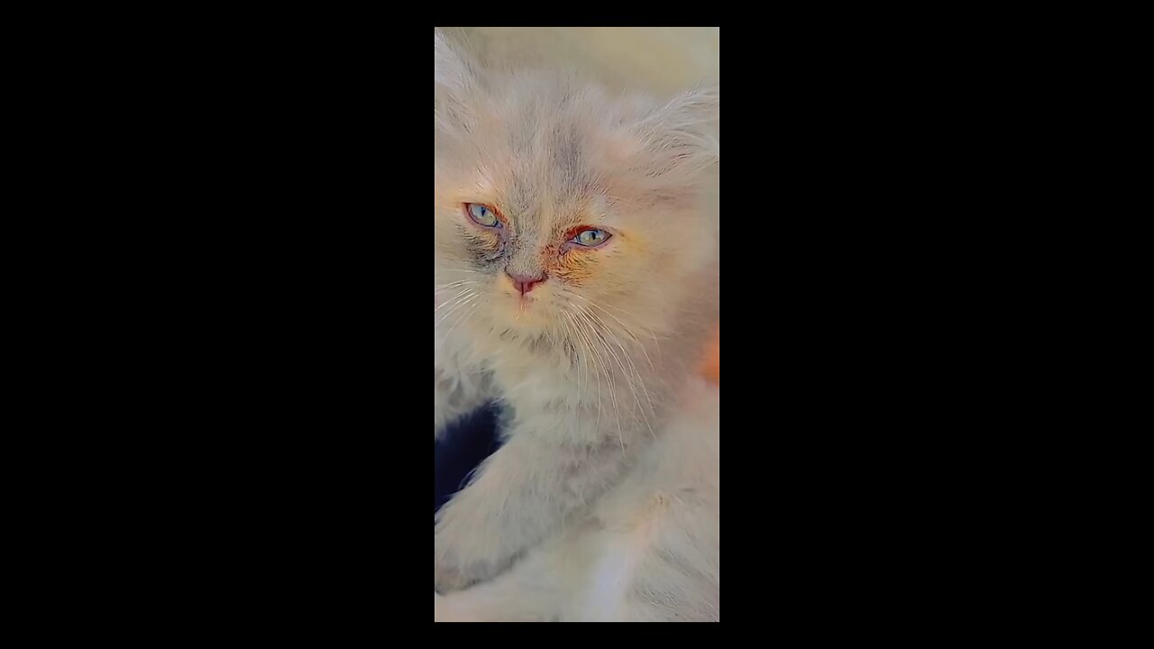 Cute CAT🤩| Grey color |