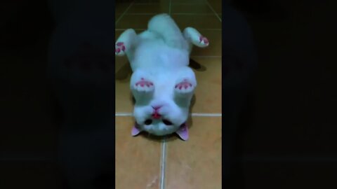 What a fluffy plush kitten looks like
