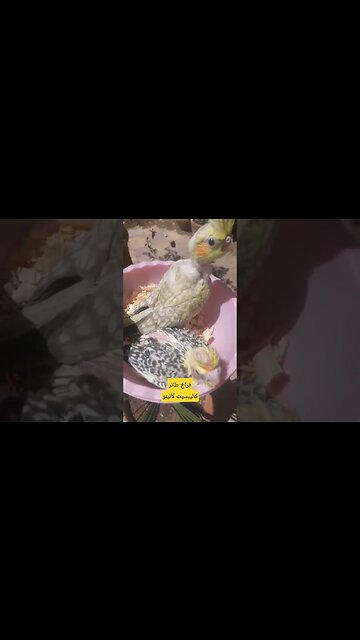 فراخ طائر كاليبسيت لاتينو عين حمراء كيوت روعة