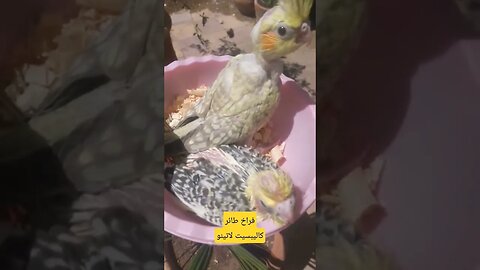 فراخ طائر كاليبسيت لاتينو عين حمراء كيوت روعة