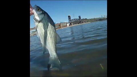 white bass Catch and Release