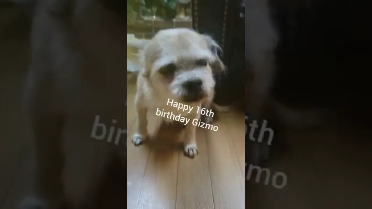 HAPPY 16TH BIRTHDAY GIZMO