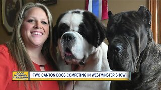 2 Canton dogs competing in Westminster Kennel Club Dog Show