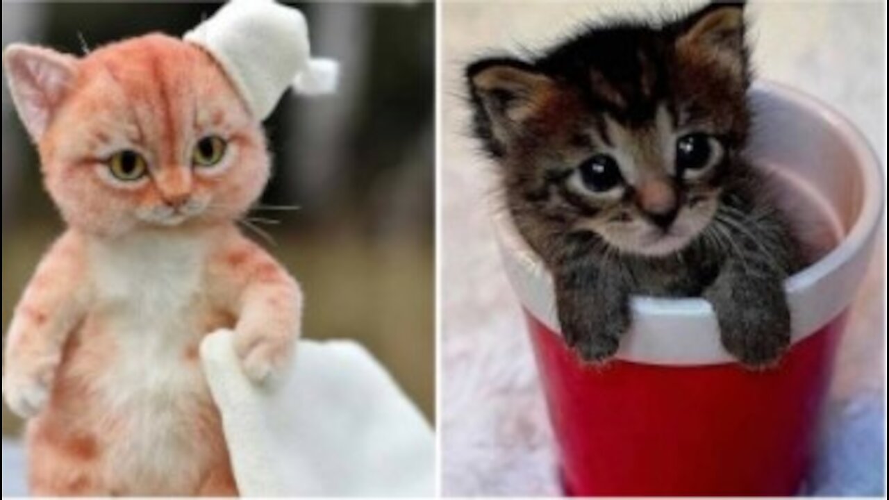 Baby Cats - Cute and Funny Cat Videos Compilation*2021*