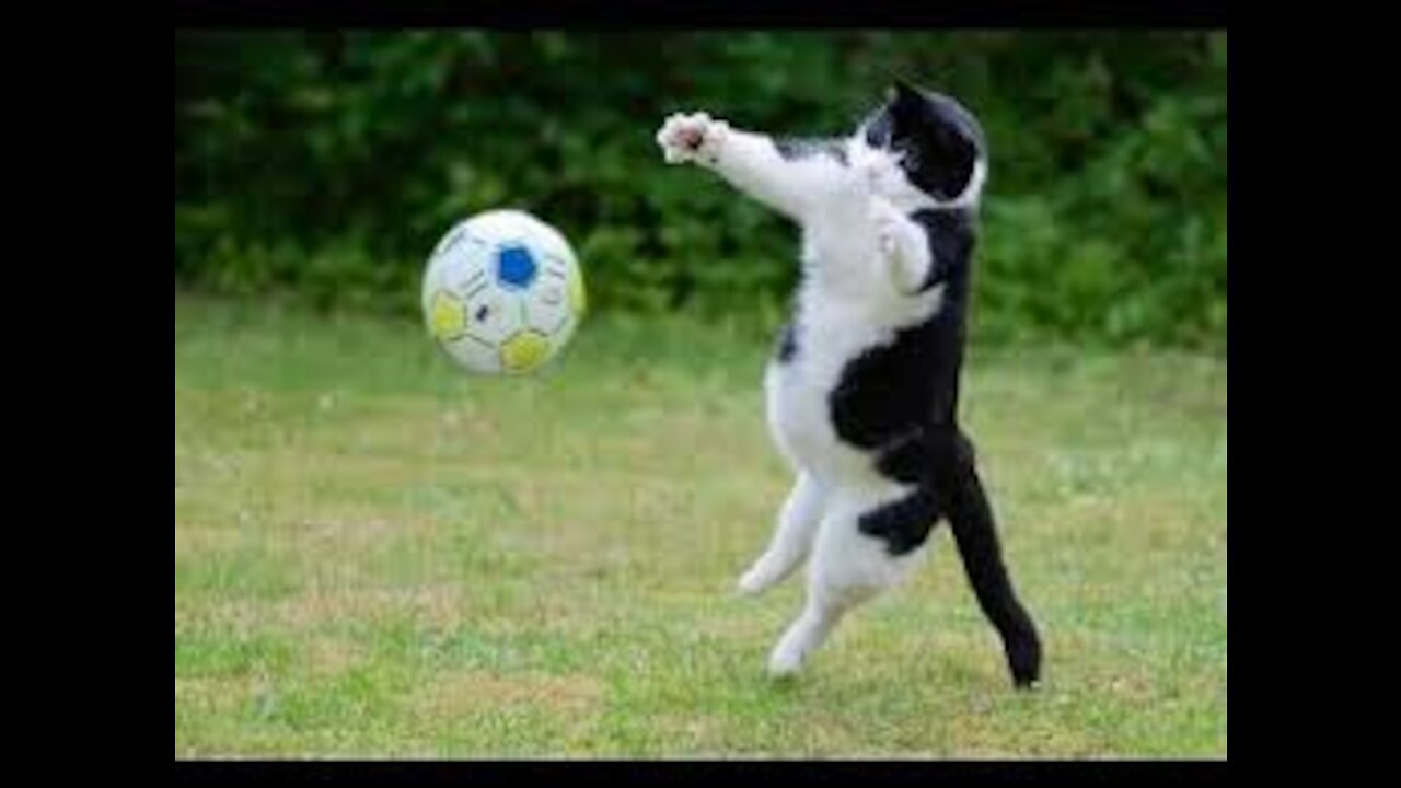 Football match between cats