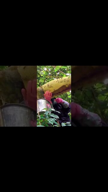 Fresh Honey #ytshorts #shorts #Food #Streetfood #UpFoodReview